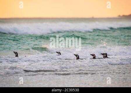 Eine Gruppe Magellanic Pinguine (Spheniscus magellanicus) in der Brandung, Volunteer Point, Falkland Islands Stockfoto