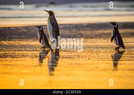 Magellanic Pinguine (Spheniscus magellanicus) und Königspinguin (Aptenodytes patagonicus) zusammen auf dem Weg zum Meer bei Sonnenaufgang, Volunteer Point Stockfoto