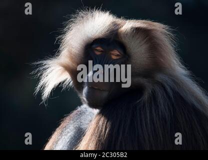 Gelada Pavian (Theropithecus gelada), Männchen, Tierportrait, Gefangenenvorfall Äthiopien Stockfoto