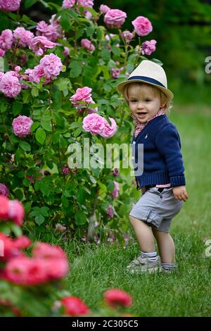 Kleinkind, 19 Monate, Rosenstock, rosa Rose (Rosa sp.), Stuttgart Baden-Württemberg, Deutschland Stockfoto