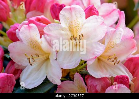 Rhododendron, Blütendolde mit weißen und roten Blüten, Nordrhein-Westfalen, Deutschland Stockfoto