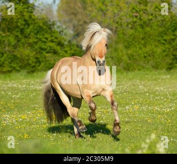 Norwegischer Fjord-Hengst im Feld galoppieren Stockfoto