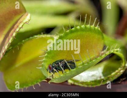 Fliege (Brachycera) in Venustrap (Dionaea muscipula) Stockfoto