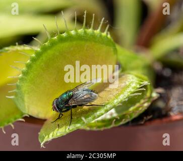 Fliege (Brachycera) in Venustrap (Dionaea muscipula) Stockfoto