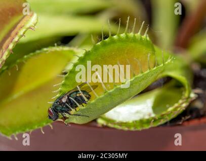 Fliege (Brachycera) in Venustrap (Dionaea muscipula) Stockfoto