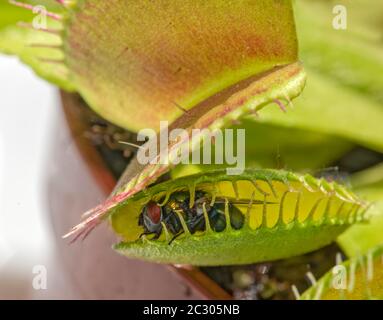 Fliege (Brachycera) in Venustrap (Dionaea muscipula) Stockfoto