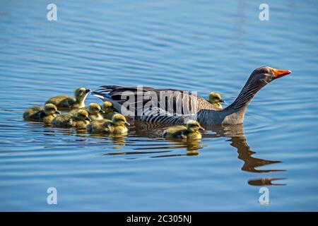 Graugans (Anser anser), erwachsener Vogel schwimmt im Wasser mit vielen Küken, bedrohlich, Deutschland Stockfoto