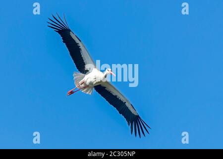 Weißstorch (Ciconia ciconia) im Flug, Deutschland Stockfoto