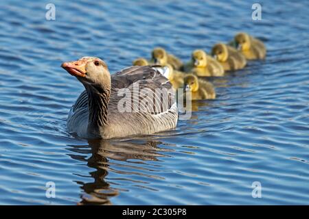 Graugans (Anser anser), erwachsener Vogel schwimmt im Wasser mit vielen Küken, bedrohlich, Deutschland Stockfoto