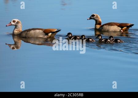 Ägyptische Gänse (Alopochen aegyptiacus), Familie der Gänse, die mit Küken schwimmen, Deutschland Stockfoto