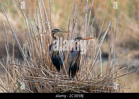 Zwei Purpurreiher (Ardea purpurea), ein Paar Tiere, die auf dem Nest stehen, Deutschland Stockfoto