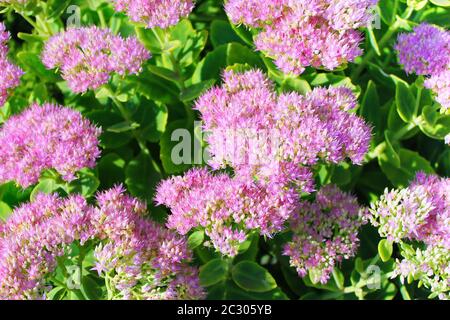 Hylotephium tephium Sedum tephium , bekannt als Orpin, livelong, Frosch-Magen, Harping Johnny, Leben-ewig, leben-für, Mittsommer-Männer Stockfoto