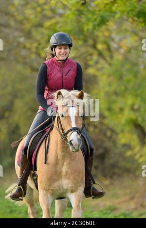 Im Herbst hackt der Reiter auf dem Haflinger Pferd aus, mit schwarzen Faux-lederhosen Stockfoto