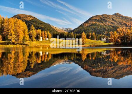 Herbstlich verfärbter Lärchenwald, der sich in Schwarzsee, Laret, Davos, Kanton Graubünden, Schweiz, widerspiegelt Stockfoto