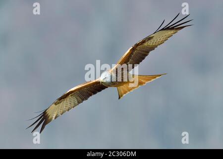 Rotkiemer (Milvus milvus), Altvogel im Flug, Kanton Zug, Schweiz Stockfoto