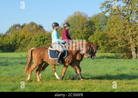 Zwei junge Reiter hacken im Herbst auf Connemara Pony und Deutsch Pony Stockfoto