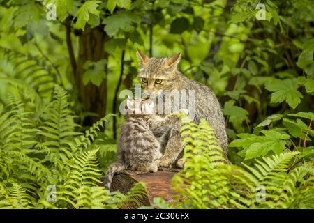 Europäischer Wildkatze (Felis silvestris silvestris), Kätzchen kuschelt mit seiner Mutter, Captive, Schweiz Stockfoto