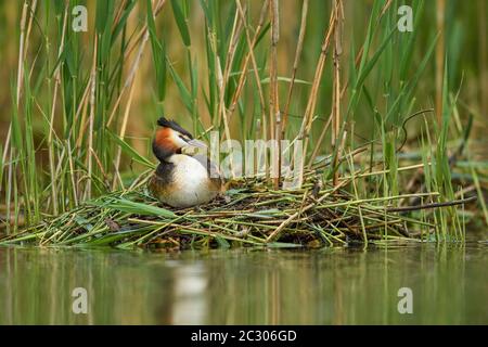 Haubenschweine (Podiceps cristatus), beim Bruten auf Nest sitzend, Vierwaldstättersee, Kanton Luzern, Schweiz Stockfoto