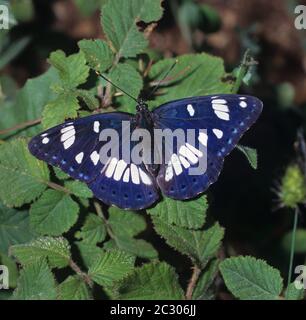 Südlicher Weißadmiral, Limenitis reducta, weiblich, sitzend auf Brombeerblättern Stockfoto