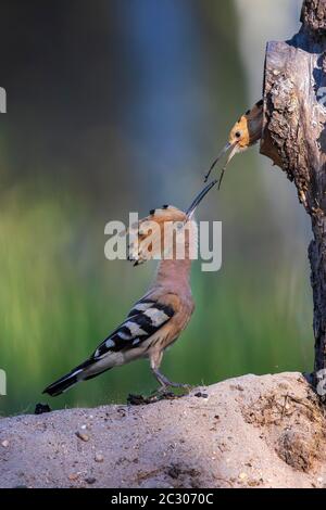 Wiedehopf (Upupa epops) Männchen fütterndes Weibchen, Biosphärenreservat Mittelelbe, Sachsen-Anhalt, Deutschland Stockfoto