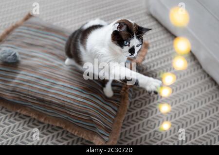 Blauäugige schwarz-weiße Katze auf einem Kissen, versuchen Sie, eine Reihe von LED-Lichter oben zu fangen Stockfoto