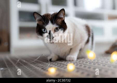 Blauäugige schwarz-weiße Katze auf einem Kissen, ist überrascht, bevor sie eine Reihe von LED-Leuchten beißt Stockfoto