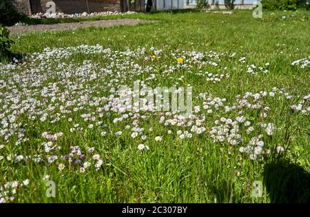 Feld voller weißer Gänseblümchen Stockfoto