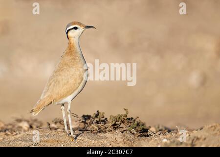 Rennvogel (Cursorius Cursor) in der Halbwüste Jandia, Fuerteventura, Kanarische Inseln Stockfoto