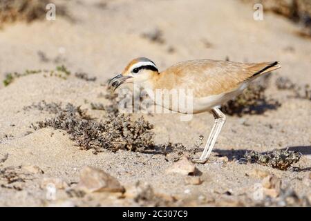 Rennvogel (Cursorius Cursor) auf der Suche nach Nahrung in der Halbwüste Jandia, Fuerteventura, Kanarische Inseln Stockfoto
