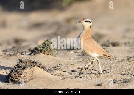 Rennvogel (Cursorius Cursor) in der Halbwüste Jandia, Fuerteventura, Kanarische Inseln Stockfoto