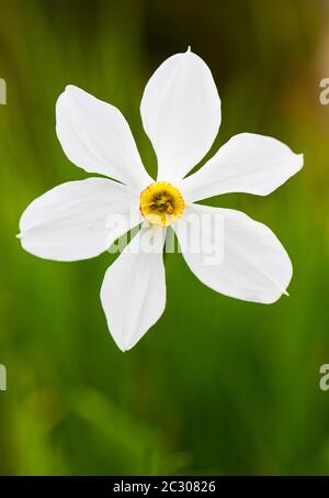 Dichterdaffodil (Narcissus poeticus), Grünau im Almtal, Salzkammergut, Oberösterreich, Österreich Stockfoto