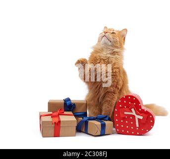Lustige Erwachsene Ingwerkatze, die inmitten von Kisten sitzt, die in braunem Papier gewickelt und mit Seidenband, Geschenken und einem Tier auf weißem Hintergrund, Bir, gefesselt sind Stockfoto