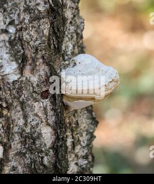 Pilze, Pilze bevölkern den Wald und füllen ihn mit Leben Stockfoto