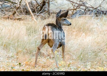 Rückansicht von Mule Deer, Odocoileus hemionus, im Zion National Park, Utah, USA Stockfoto