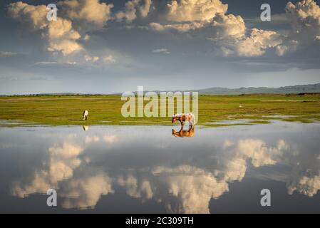 Spiegelung von Pferden im Wasser, grüne Weide, bulgarische Provinz, Mongolei Stockfoto