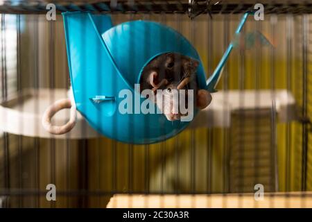 Zwei Ratten in einer voll ausgestatteten zweistöckigen Ratte cage.gray Weiße Ratte mit einem Holzhaus. Zuhause und Komfort. PET Cage.die Hausratte dumbo in einem Kontakt Stockfoto