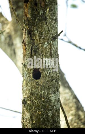 Alter und toter Baum und junger Spross aus einer Wurzel isoliert auf weißem Hintergrund. Stockfoto