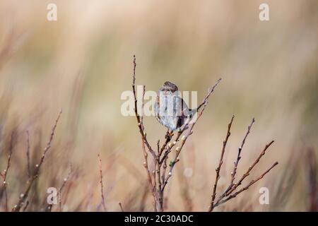 Dunnock (Prunella modularis), sitzend auf einer Bank, County Galway, Irland Stockfoto