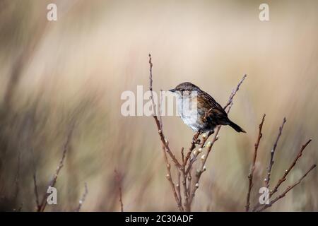 Dunnock (Prunella modularis), sitzend auf einer Bank, County Galway, Irland Stockfoto