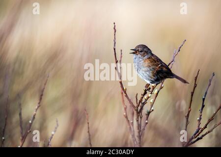 Dunnock (Prunella modularis), Gesang im Ansitz, County Galway, Irland Stockfoto