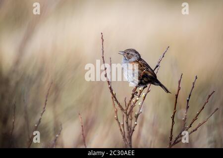 Dunnock (Prunella modularis), Gesang im Ansitz, County Galway, Irland Stockfoto