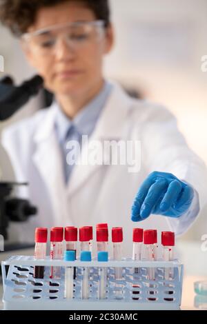 Nahaufnahme des Laborarbeiters in blauen Handschuhen, der Blutproben im Rack während der Durchführung von Tests sortiert Stockfoto