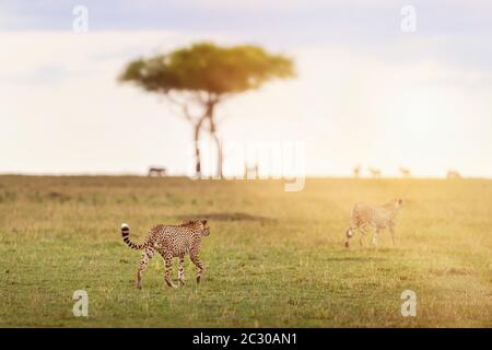 Ein Geparden jagt in der Abenddämmerung im Grasland der Masai Mara, Kenia. Diese beiden erwachsenen Brüder nähern sich heimlich einer Gruppe von Impalas auf t Stockfoto