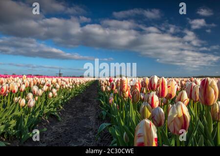 Schöne weiße und rote Tulpen auf dem Feld mit Windmühle in Sonnenschein Stockfoto