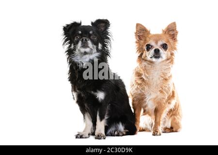 Volle Länge Der Schwarzen Und Beigen Chihuahua Lap Hunde Stockfoto