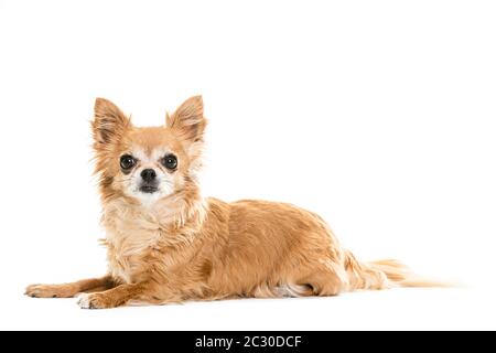 Volle Länge Der Schwarzen Und Beigen Chihuahua Lap Hunde Stockfoto