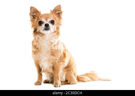 Volle Länge Der Schwarzen Und Beigen Chihuahua Lap Hunde Stockfoto