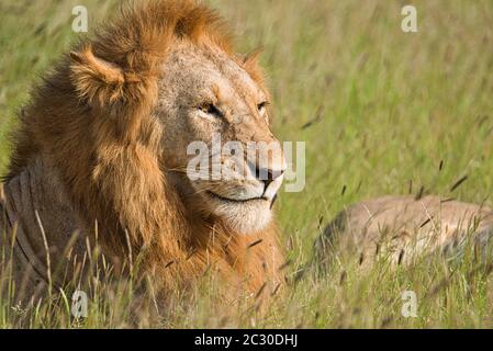 Löwen im Tsavo East und Tsavo West National Park Stockfoto