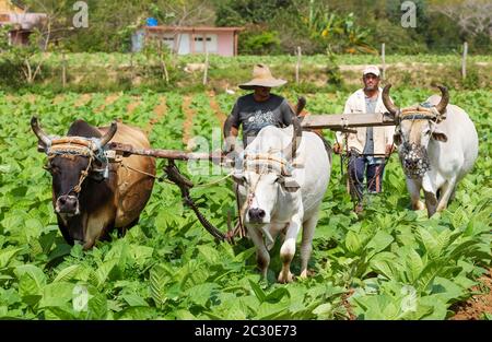 Gewöhnlicher Tabak (Nicotiana tabacum), traditioneller Anbau mit Ochsen auf einem Tabakfeld, Provinz Pinar del Rio, Kuba Stockfoto