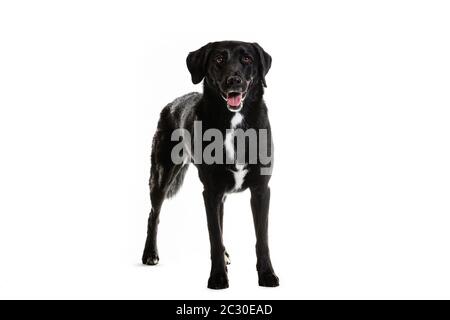 Black Australian Shepherd und Labrador Mischlingshund. Porträt des Haustieres sitzt auf weißem Hintergrund. Stockfoto